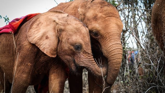 Elephant Orphange Inside Kenya's Nairobi National Park, the Sheldrick Wildlife Trust's orphanage offers sanctuary to elephants, rhinos and giraffes.