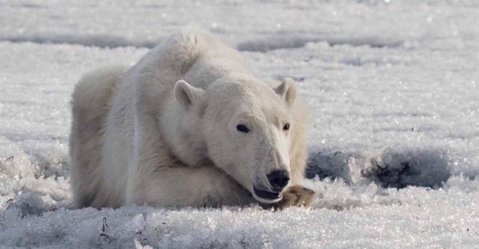 polar bear A polar bear was found wandering in the Russian village of Tilichiki on April 16, 700km from his home.