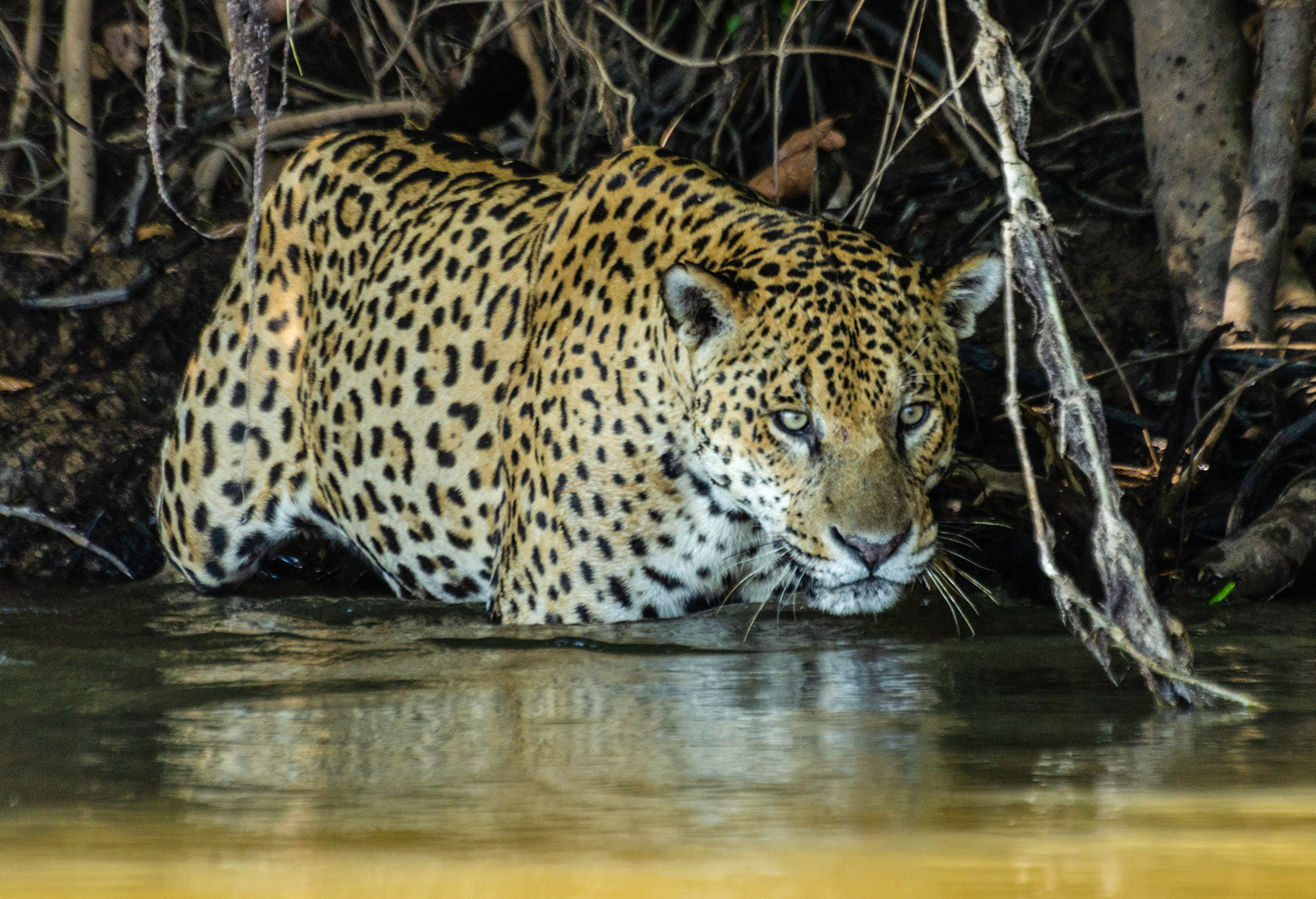 Jaguars in the northern Pantanal wetlands in Brazil were observed eating mainly fish and reptiles, which is unusual for the species. (Daniel Kantek/Zenger)