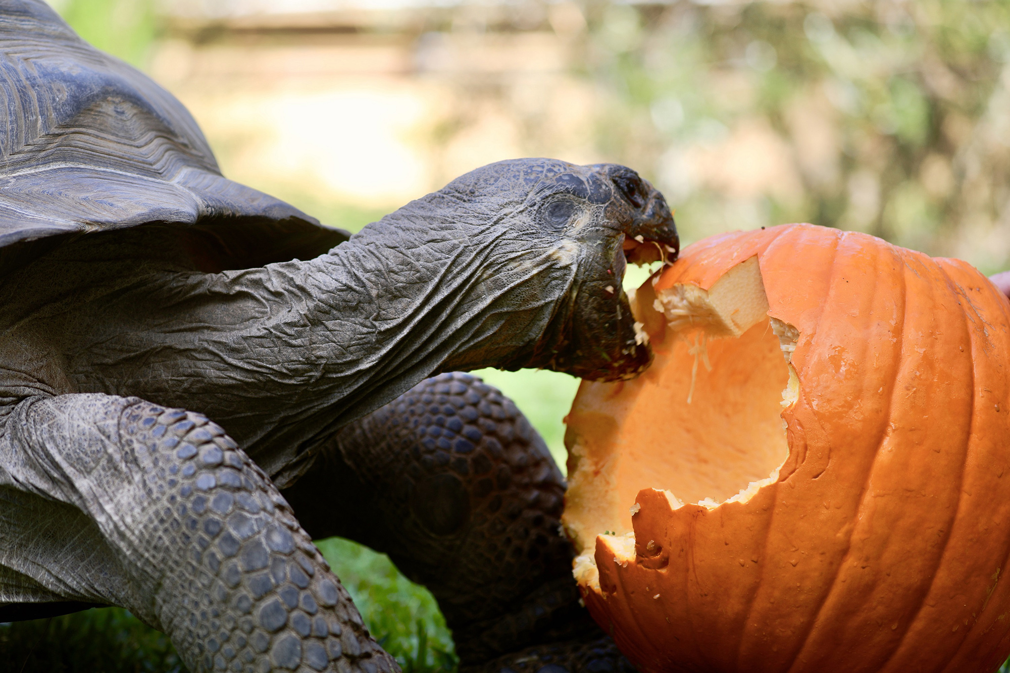 Estrella the Galápagos tortoise devours a carved Halloween pumpkin at the Australian Reptile Park. (Australian Reptile Park/Zenger)