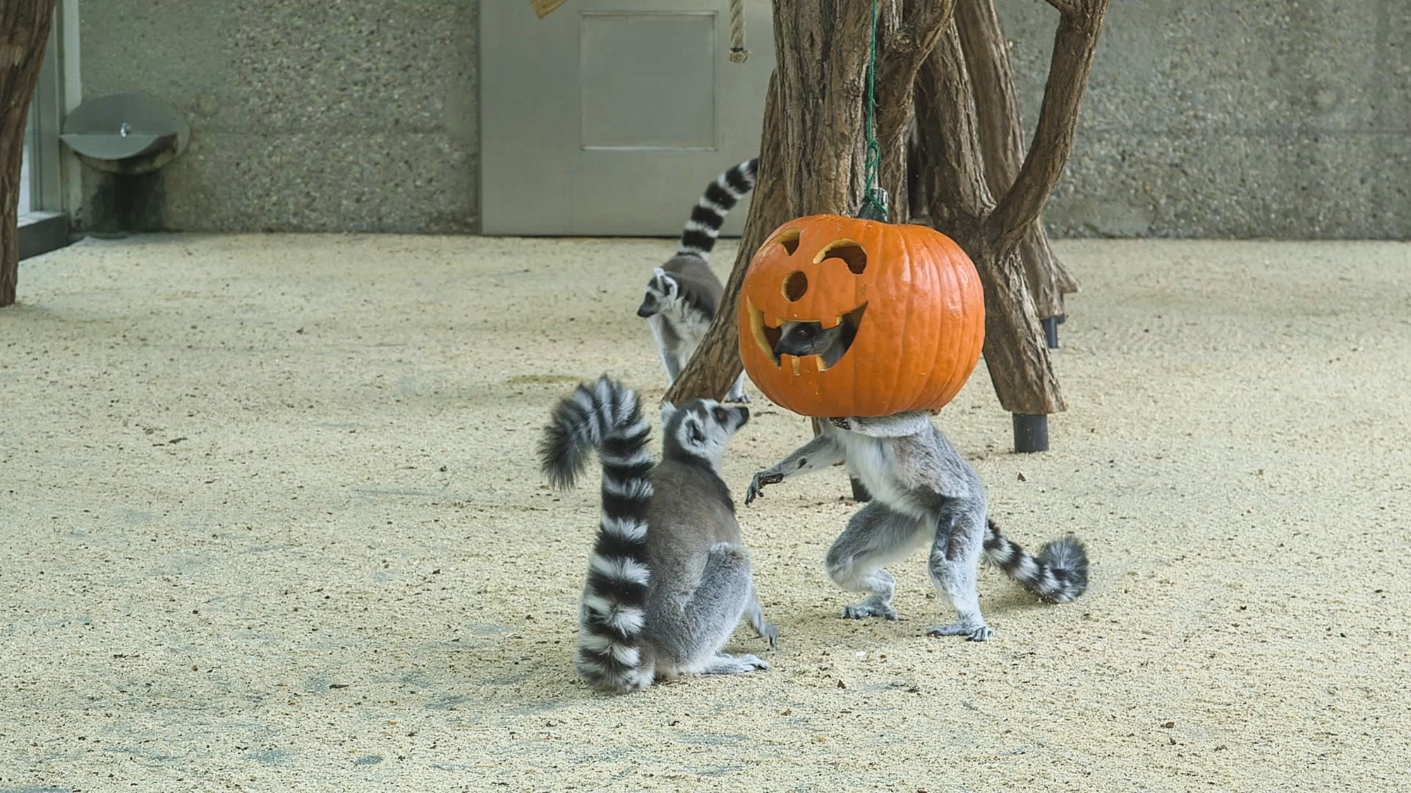 Ring-tailed lemurs and pandas play with pumpkins at the Tiergarten Schonbrunn zoo in Vienna, Austria. (Tiergarten Schonbrunn/Zenger)