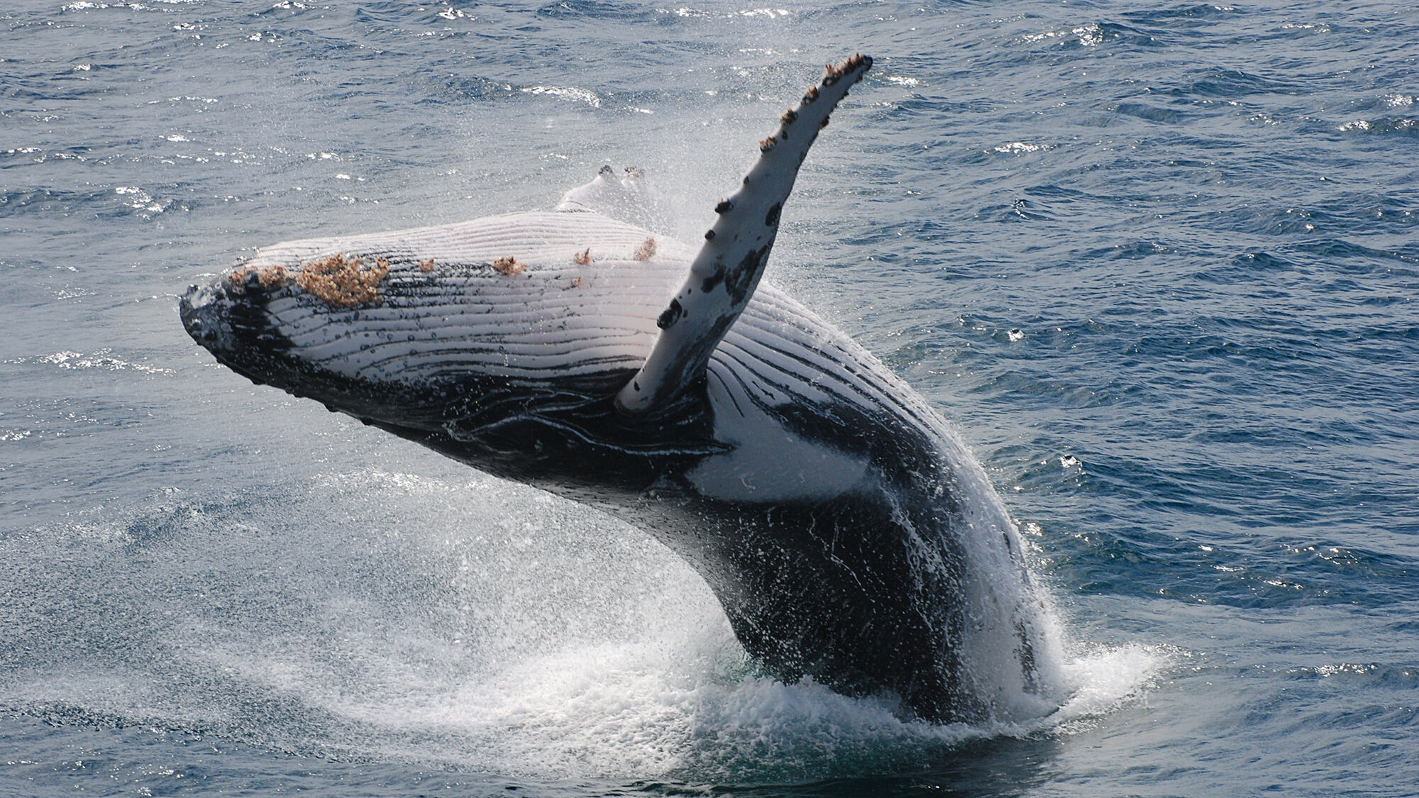 A humpback whale breaches the waters in the Galápagos Islands. (Jo Anne Rosen/Zenger)