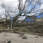 Trees lined the streets of North Nashville neighborhoods. (Photo by: Jason Luntz)