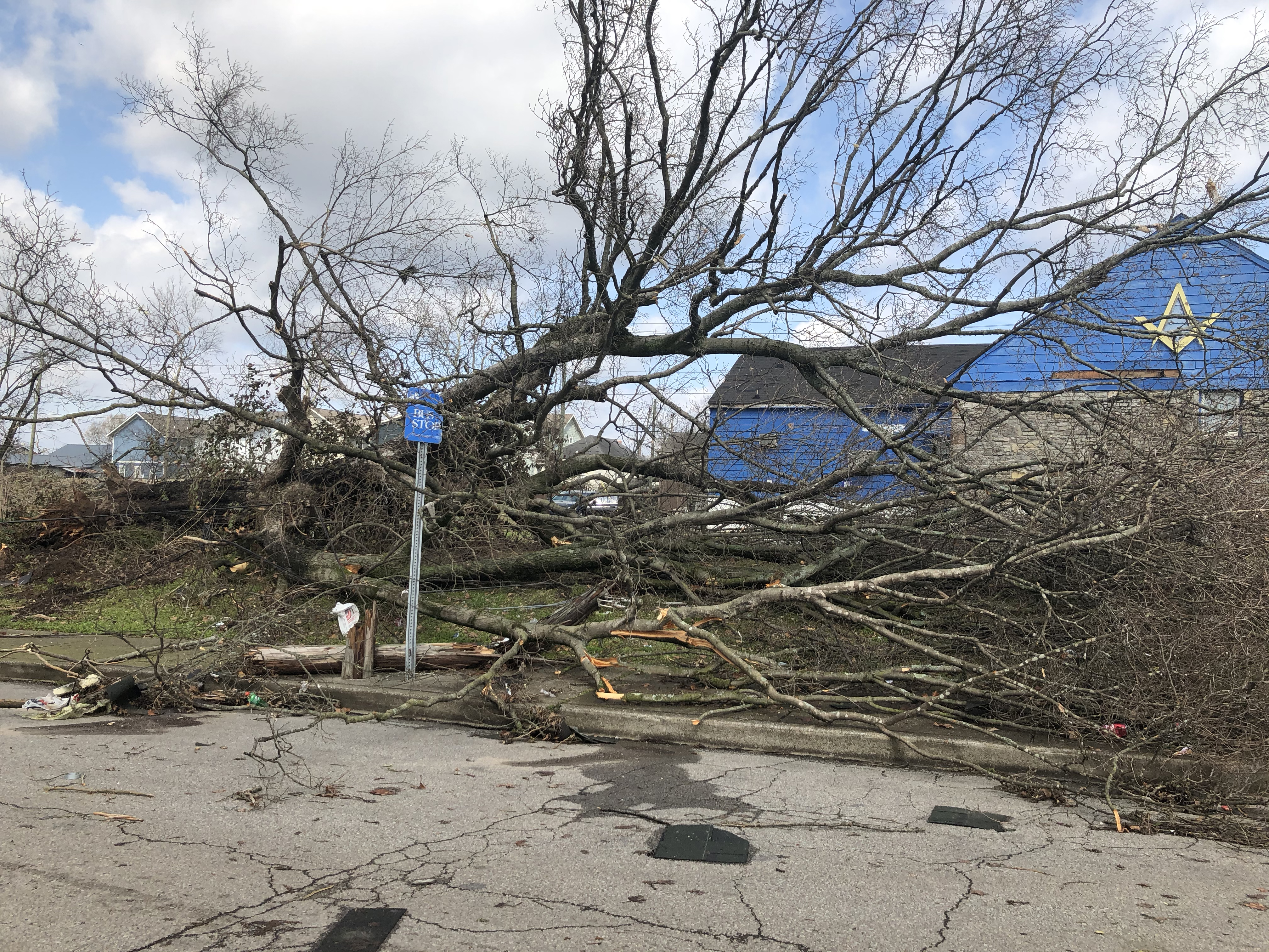 Trees lined the streets of North Nashville neighborhoods. (Photo by: Jason Luntz)
