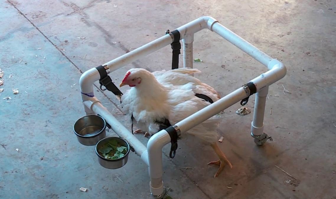 A sanctuary is rehabbing former factory farm chickens.