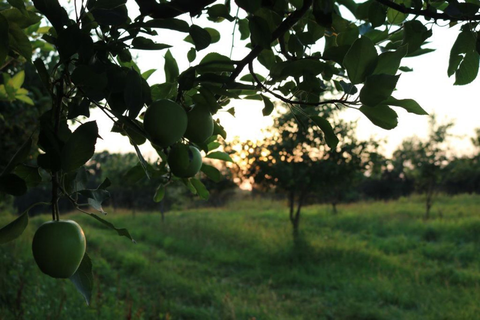 The orchard owners estimate the missing apples are worth $27,000.