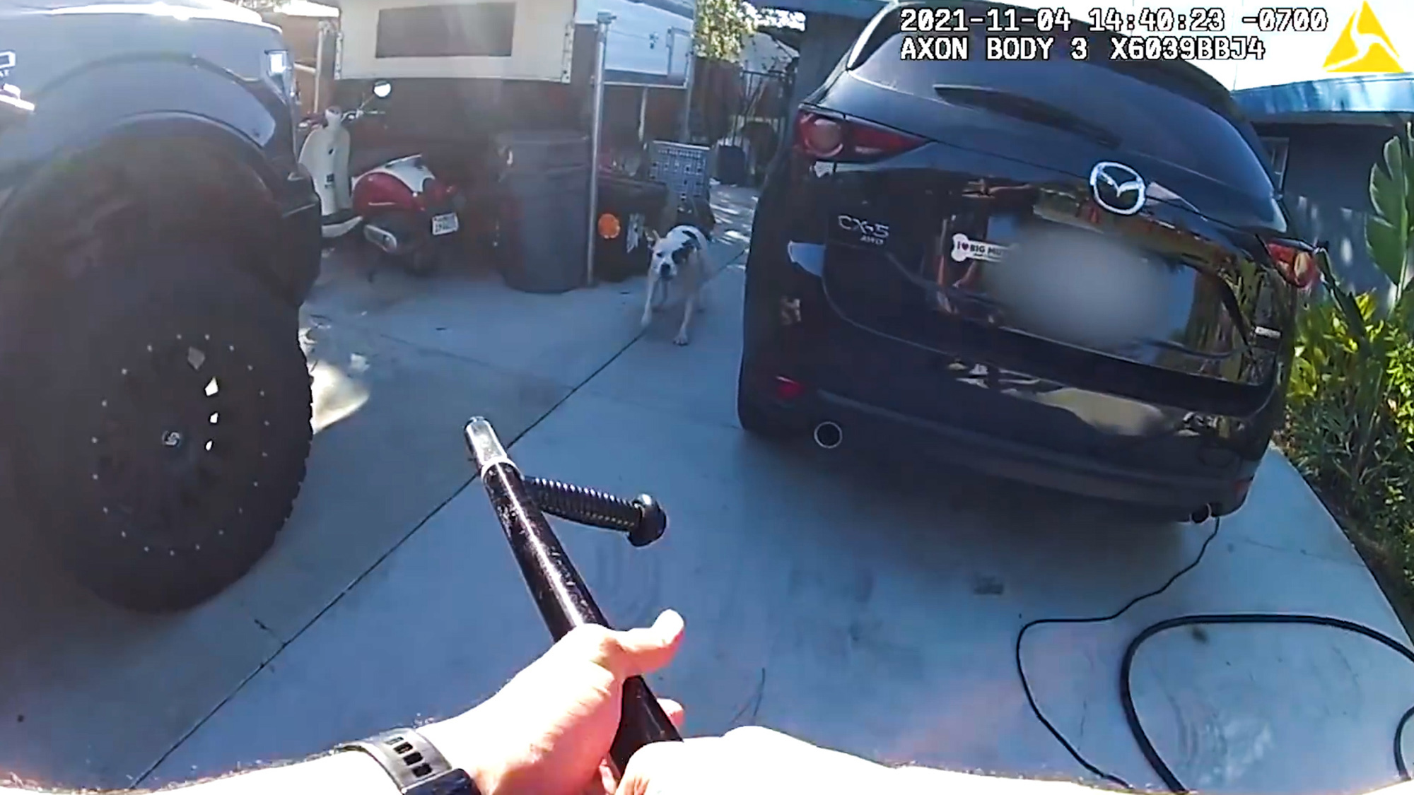 A Los Angeles police officer shot this pit bull with a bean bag weapon after receiving a call on Nov. 4 about a “vicious animal.” (Los Angeles Police Department/Zenger)