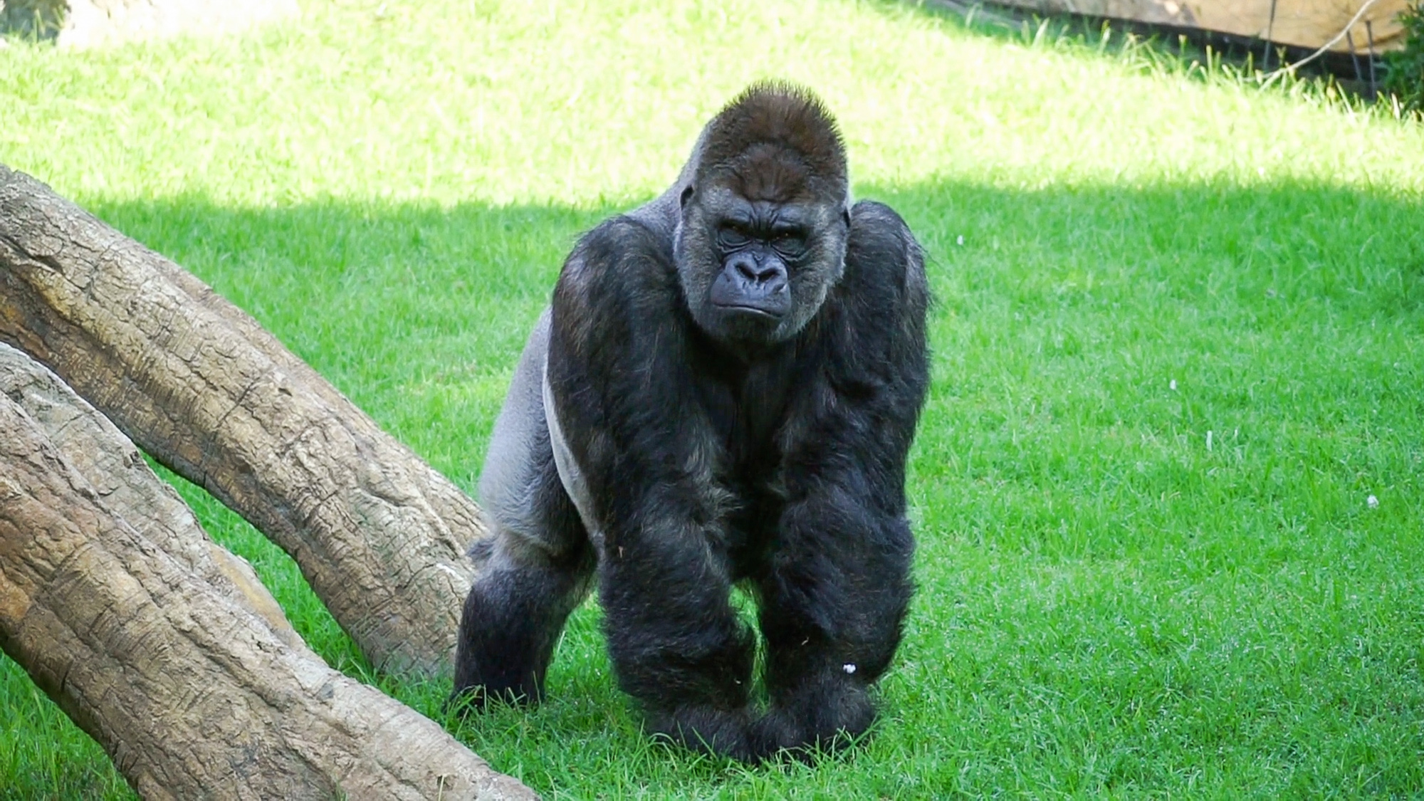 One of the gorillas celebrating a birthday at Bioparc Valencia in Spain. (Bioparc Valencia/Zenger)