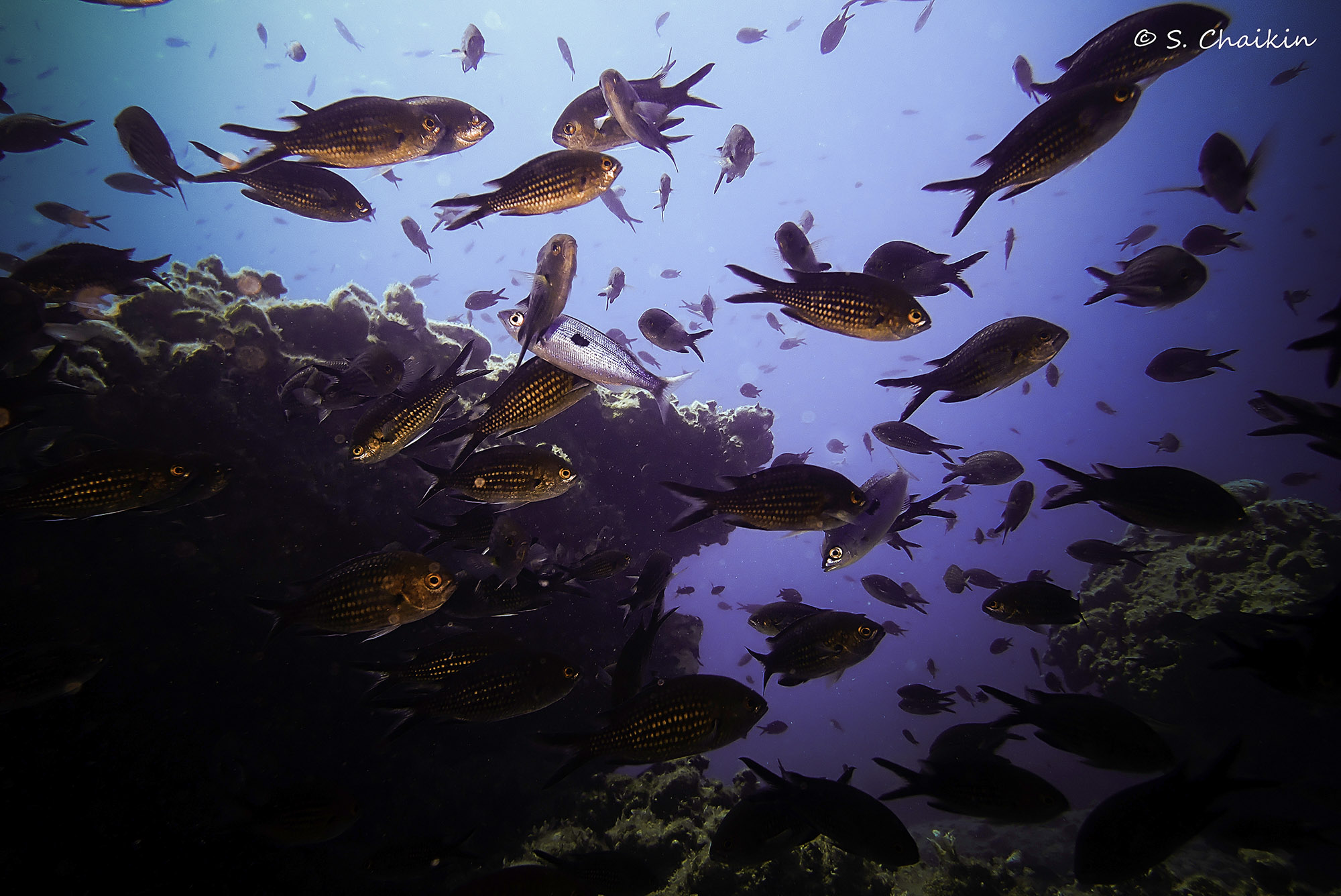 Fish and other marine species are swimming deeper in the Mediterranean Sea to escape rising water temperatures, according to a new study. (Shahar Chaikin/Zenger)
