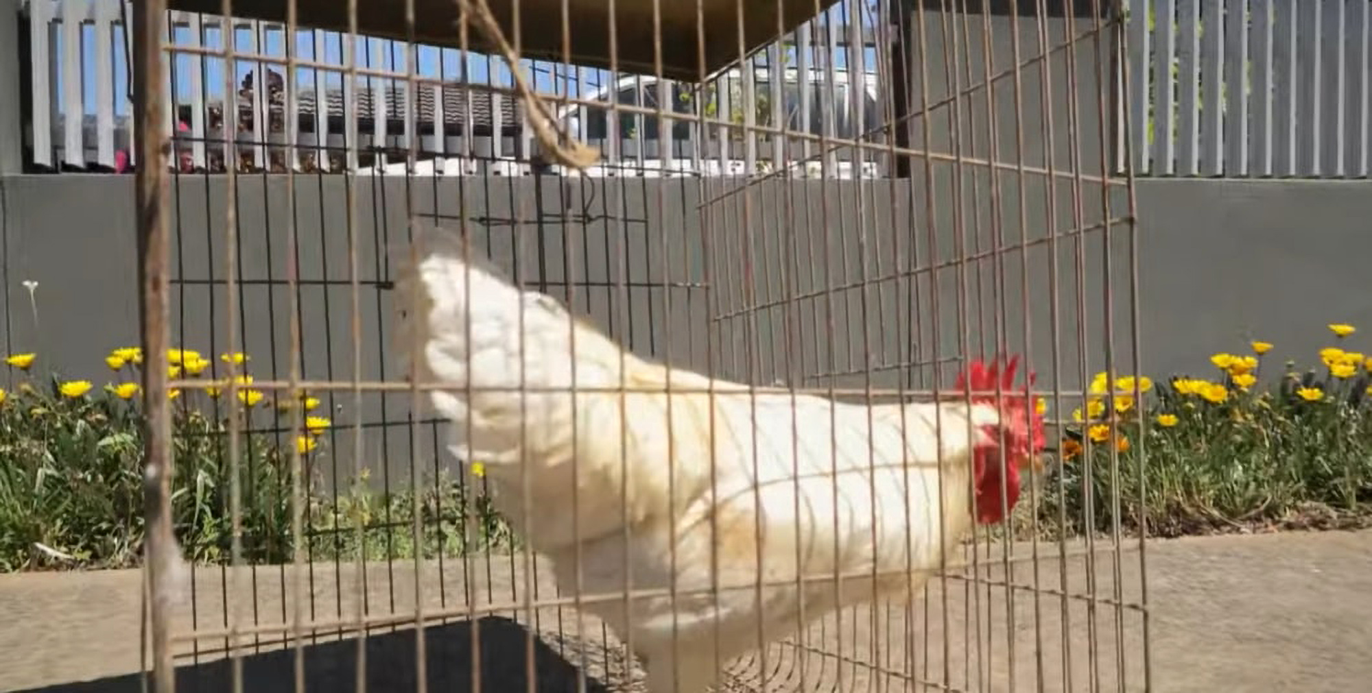 Jackson the rooster now lives on a farm in the countryside after being “rescued” by an Australian police officer. (TheNSWPolice/Zenger)