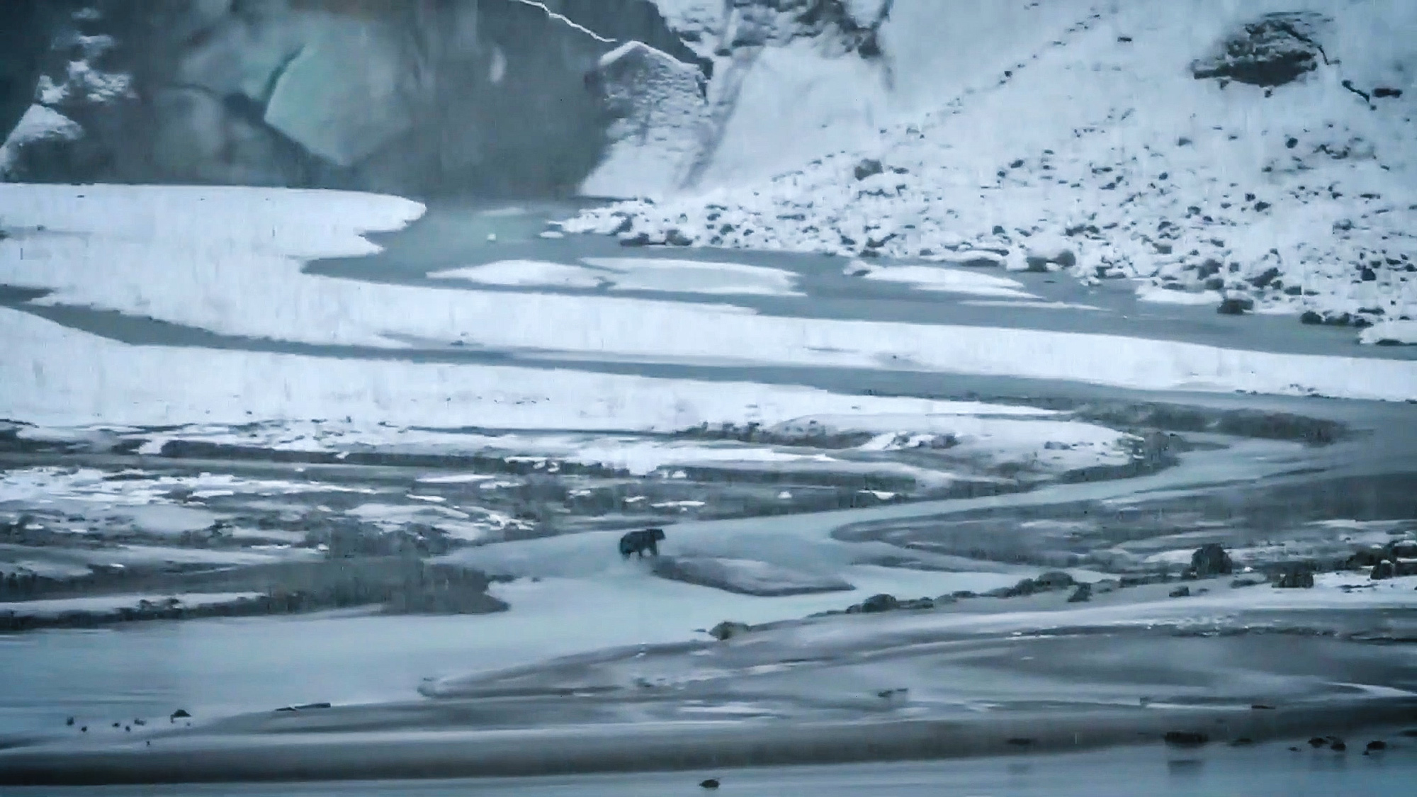 A brown bear, filmed from a cruise ship, walks in front of Lamplugh Glacier in Glacier Bay National Park and Preserve in Alaska on Oct. 12, apparently looking for a good place to hibernate. (Glacier Bay National Park/Zenger)