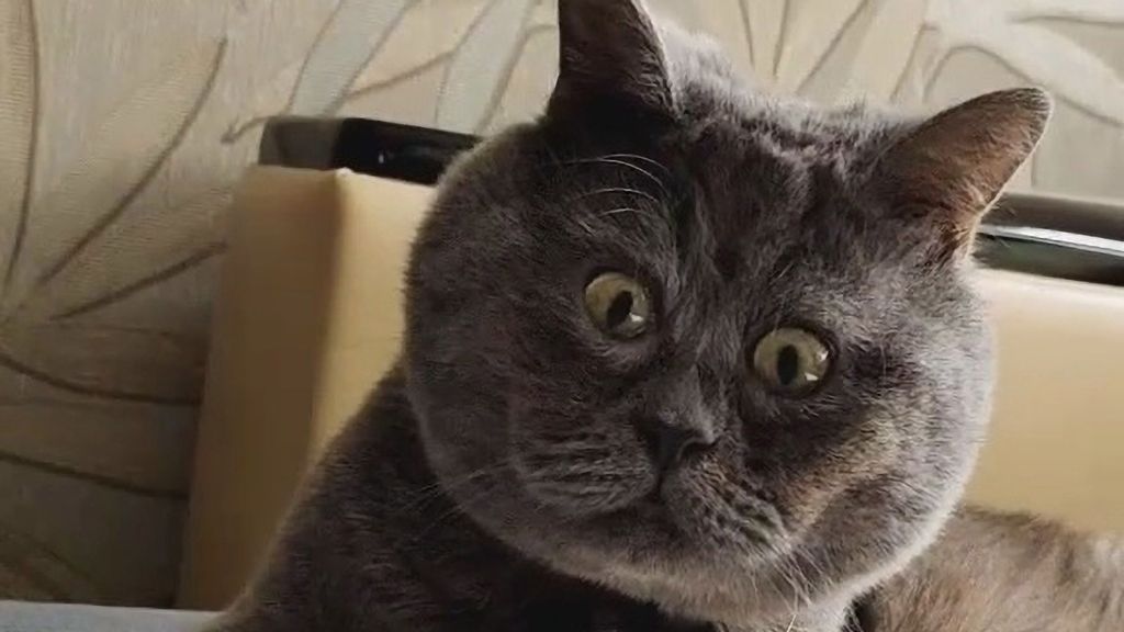 Fedya, a cat from Rostov, Russia, with a constantly surprising face, became a star on social networks. (@fedja_kot/Zenger)