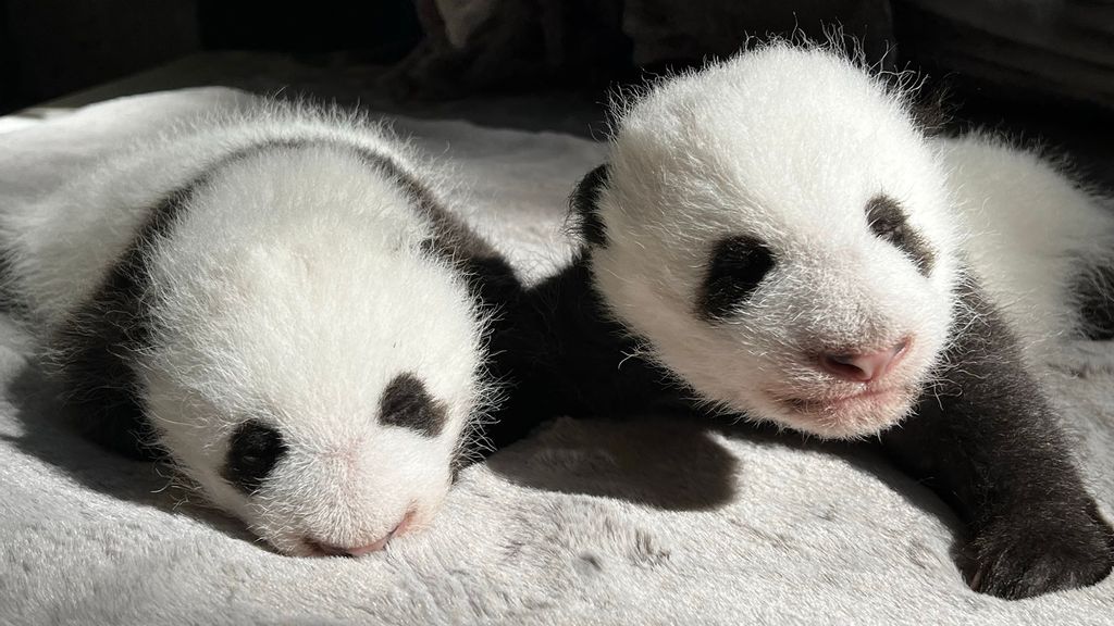 The giant panda twins born at the zoo in Madrid, Spain, are now two months old. Online fans have an opportunity to name them. (Madrid Zoo Aquarium/Zenger)