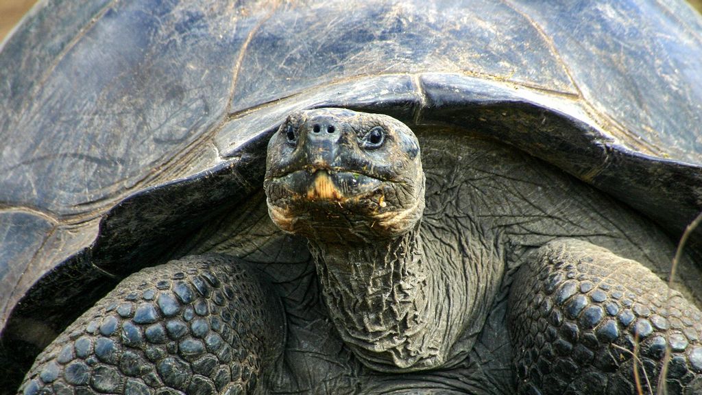 Fifteen giant tortoises were recently found slaughtered in the Galapagos Islands. (Galapagos Conservancy/Zenger)