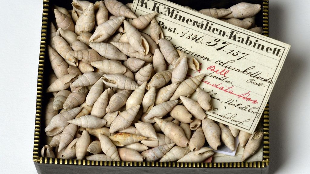 Specimens of the pigeon snail Mitrella viennensis, named after Vienna, with a historical label and an outdated name. (Vienna Natural History Museum, Alice Schumacher/Zenger)