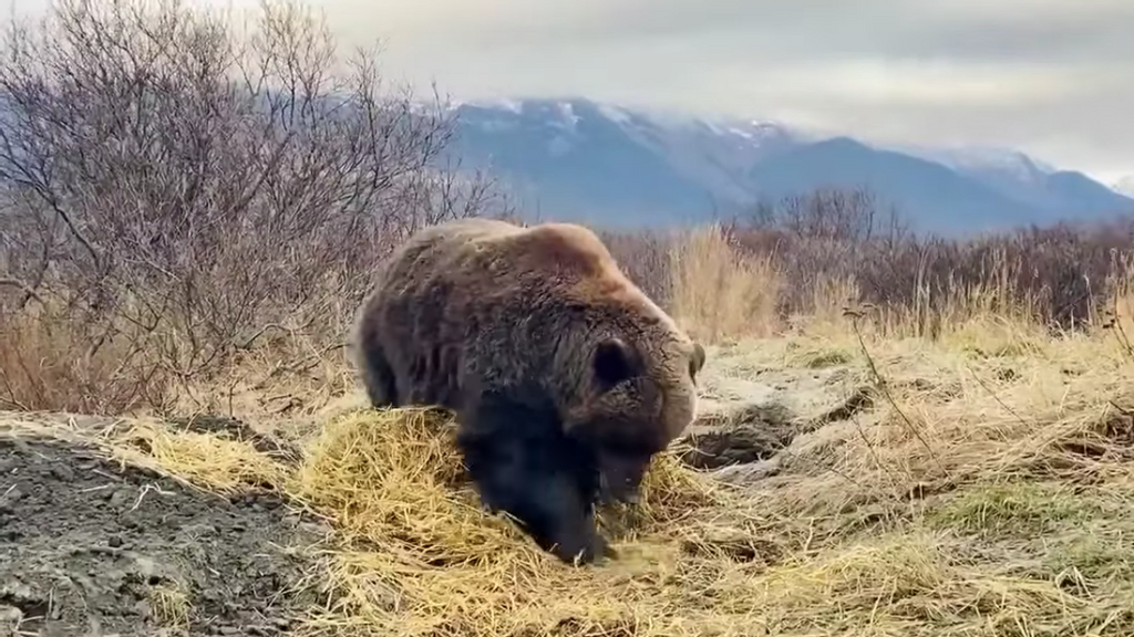 Patty the brown bear prepares her winter bed for hibernation in the Alaska Wildlife Conservation Center sanctuary. (Alaska Wildlife Conservation Center/Zenger)