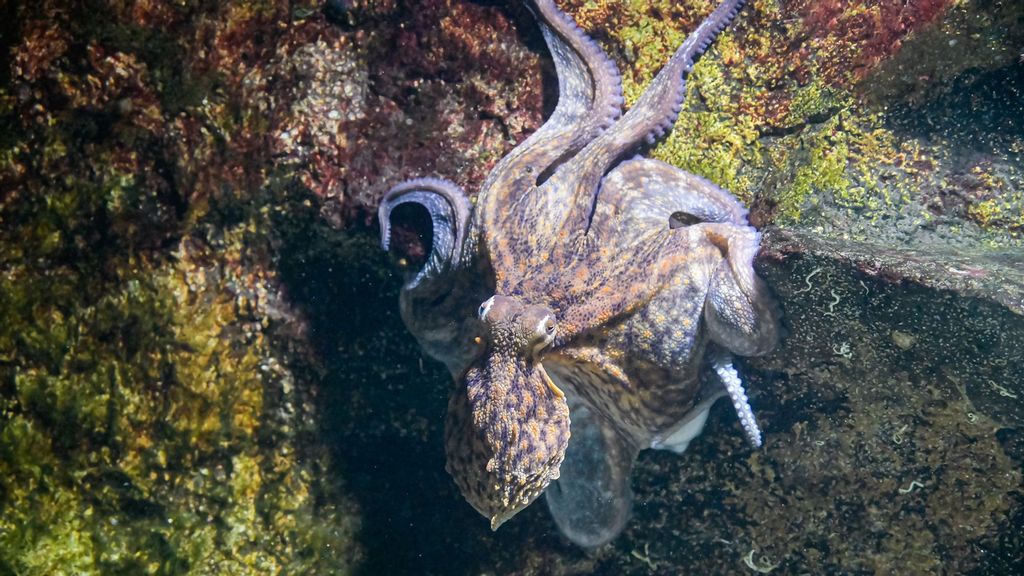 An octopus lives in a large tank at Zoo Basel in Switzerland, where it can hide away in specially built caves, coming out at night to search for prey. (Zoo Basel/Zenger)