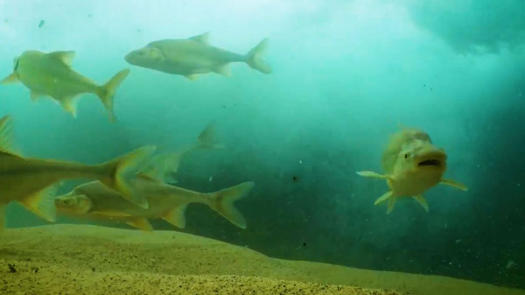Humpback chubs swimming underwater, seen in this screenshot from a video, in the Colorado River in the Grand Canyon in Arizona in the United States. (USFWS/Freshwaters Illustrated/Zenger)