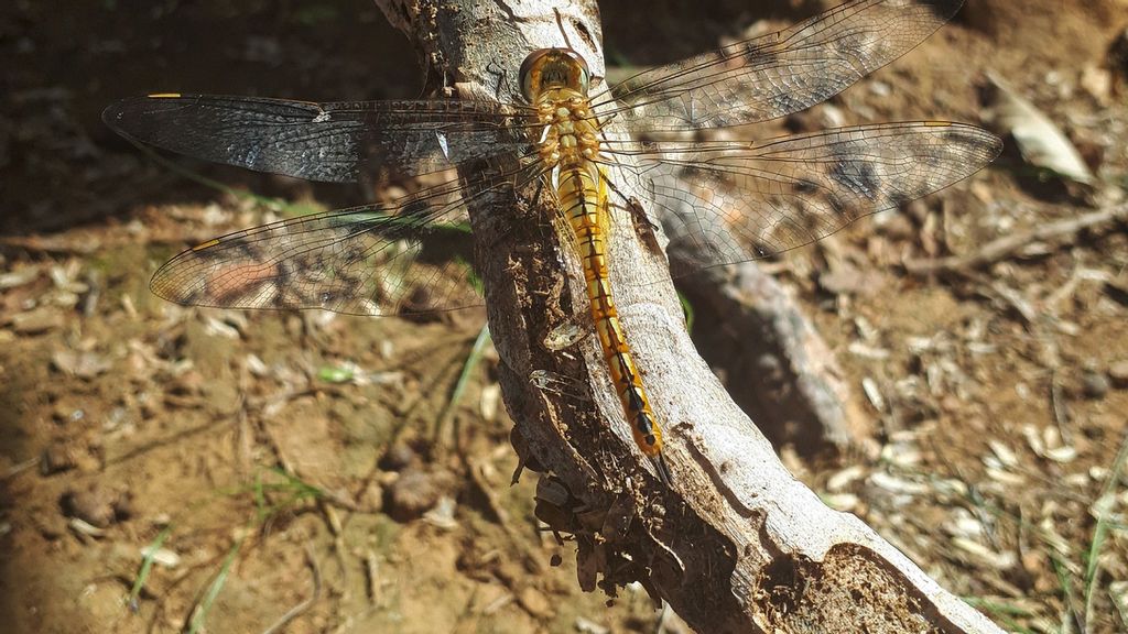 An international research team has used models and simulations to find out if dragonflies can migrate over a thousand miles across the Indian Ocean. (Johanna Hedlund/Zenger)