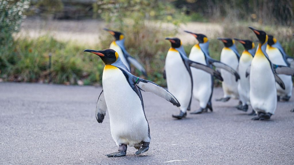 King penguins take a daily walk at the Basel Zoo in Switzerland.  (Zoo Basel/Zenger)
