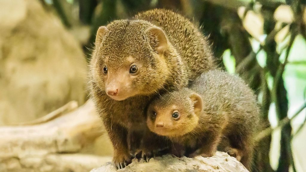 One of the three common dwarf mongoose offspring born in the Schonbrunn Zoo in Vienna, Austria, in September, alongside its mother. (Daniel Zupanc/Zenger)