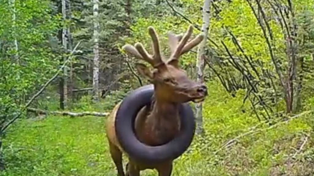 The bull elk with a tire around his neck in Colorado, sighted on May 6, 2020. (@CPW_NE, Dan Jaynes/Zenger)