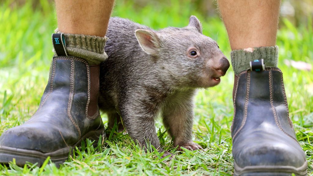 Baby wombat Poppy was found still in the pouch after her mother was killed by a car. An Australian Reptile Park zookeeper is caring for her around the clock. (Australian Reptile Park/Zenger)