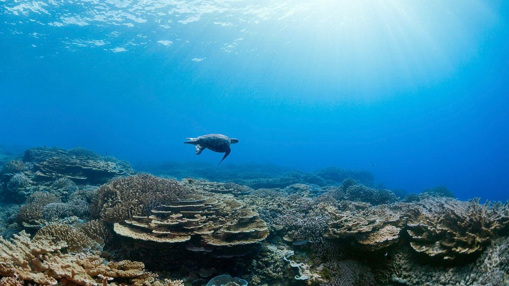 A hawksbill sea turtle (Eretmochelys imbricata) swims over a healthy reef system, which is becoming less often the case as a new report details the threats facing many of the world's reefs. (Michele Westmorland,iLCP/Zenger News)