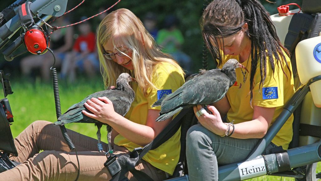 Juvenile northern bald ibises followed a microlight aircraft and their two foster parents from Salzburg, Austria, over the Alps and the Apennines to their wintering area at Laguna di Orbetello, Italy, as part of a conservation project. (Waldrappteam LIFE)