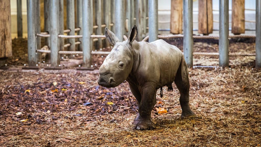 The baby rhinoceros in Royal Burgers' Zoo, Arnhem, Netherlands. (Royal Burgers' Zoo/Zenger)