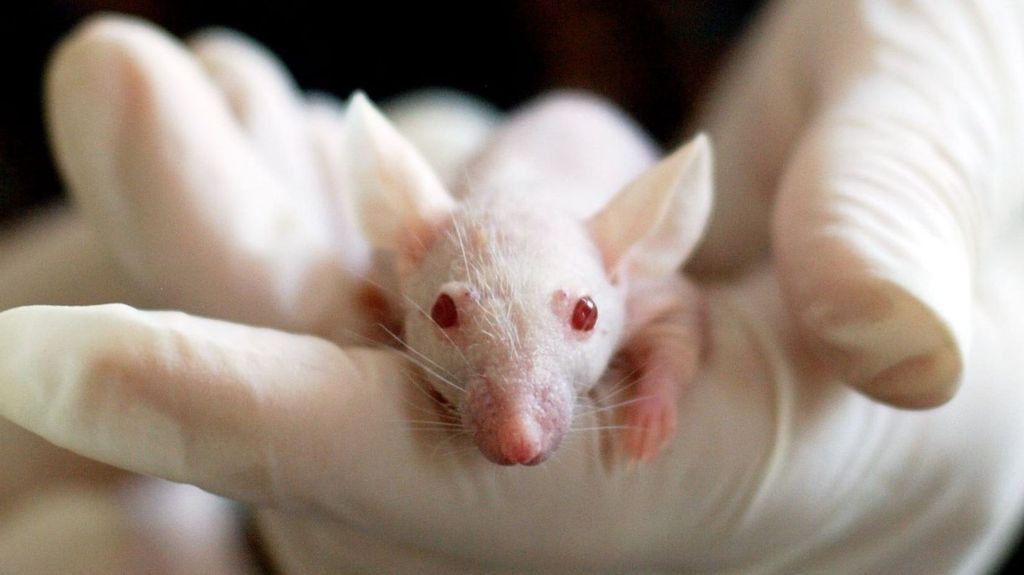 A baby laboratory mouse similar to those force-fed human feces during an NIH-funded research project into the link between the gut and anxiety and depression (Pixabay/Pexels.com)