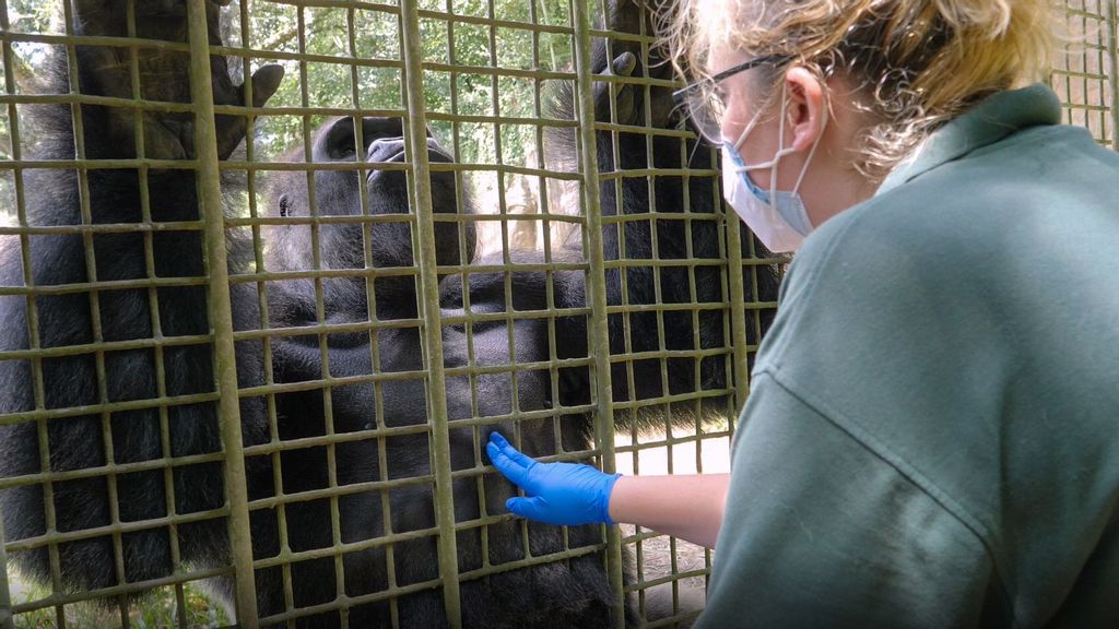 Staff at the Audubon Zoo use protective measures when working with the animals. The New Orleans zoo is using a specially developed coronavirus vaccine on its gorillas and orangutans. (Audubon Nature Institute/Zenger)