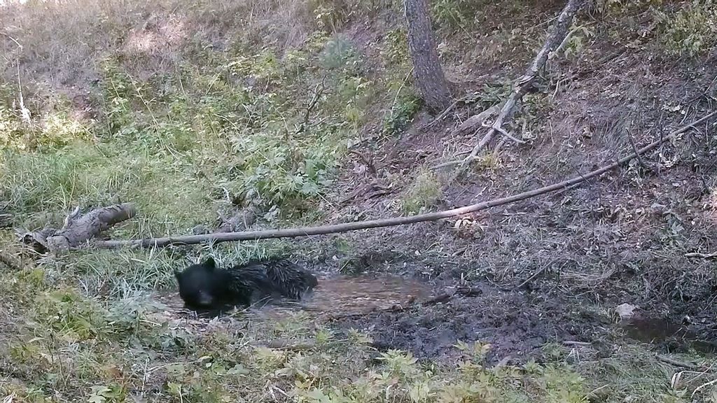 A bear finds a little water in a Colorado forest and cools off. (Colorado Parks and Wildlife/Zenger)