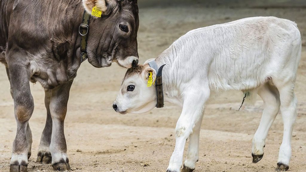The Tyrol gray cattle, Blume and Seppl, in the Tiergarten Schonbrunn Zoo in Vienna, Austria. (Daniel Zupanc/Zenger)