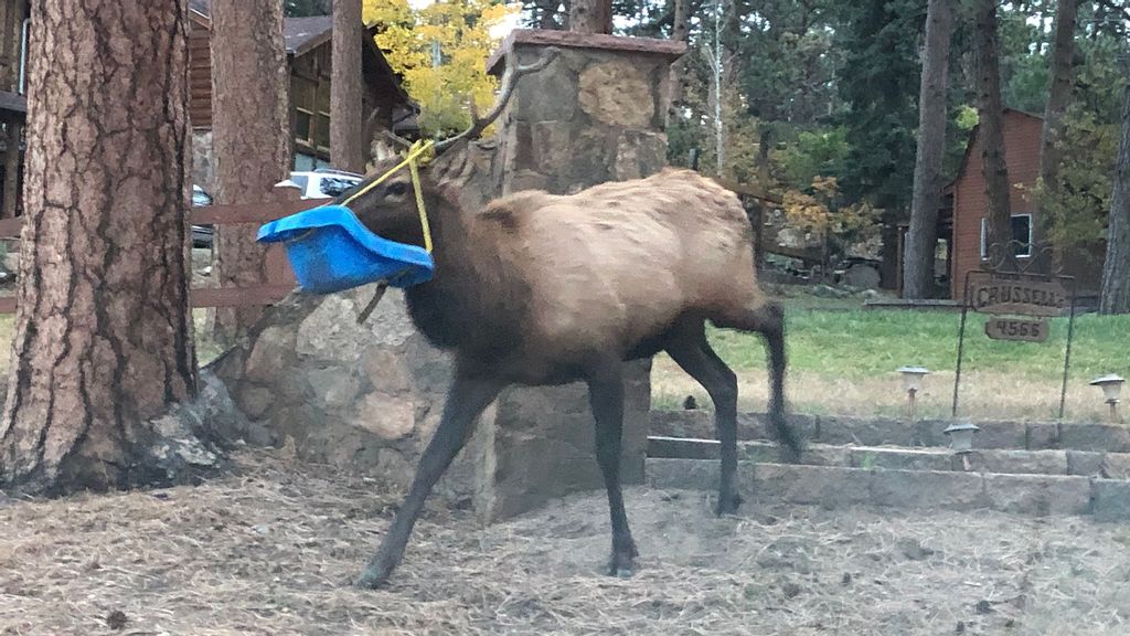 The elk with the swing stuck on his head was rescued by Colorado wildlife officials. (Colorado Parks and Wildlife/Zenger)
