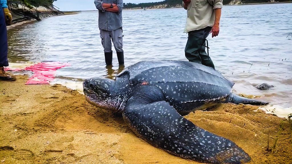 The rescued leatherback turtle being released on Cape Cod in Massachusetts on Oct. 12. (IFAW/Zenger)
