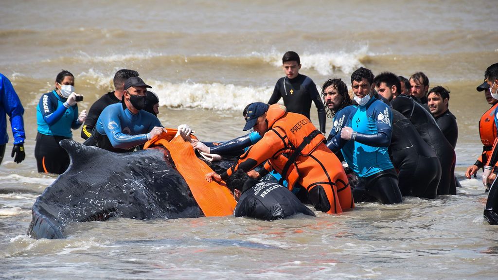 One of the two whales rescued after being stranded on the Buenos Aires coast. The juvenile female humpback whale was 32 feet long and weighed approximately 8 tons. (Mundo Marino/Zenger)