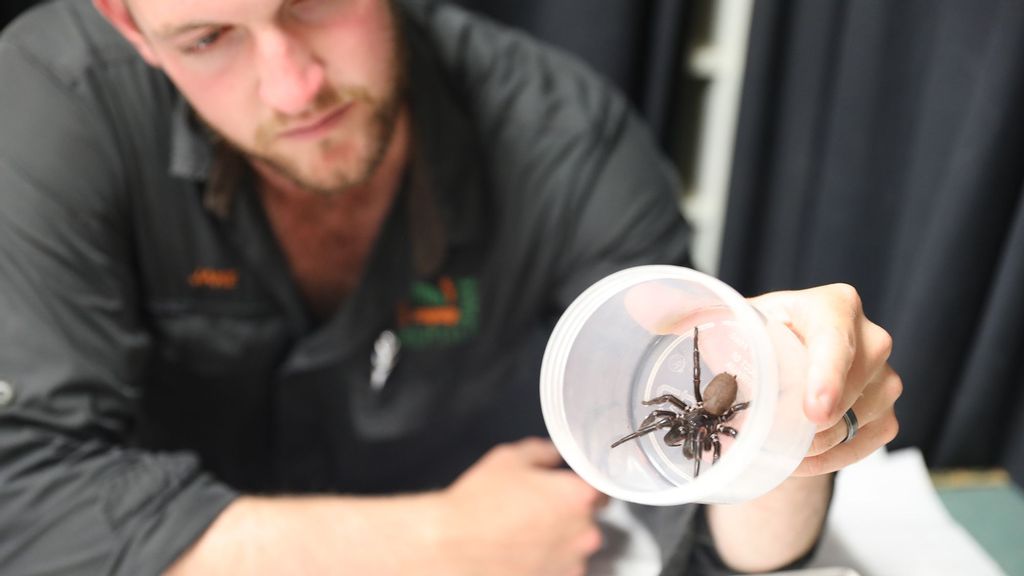 The biggest funnel-web spider in the history of the Australian Reptile Park. Park staff will extract the deadly spider's venom in order to produce antivenom, which saves hundreds of lives per year. (Australian Reptile Park/Zenger)