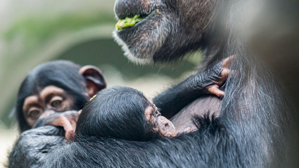 Female chimpanzee Kitoko and the two newborns, her son and her niece, at the Basel Zoo in Switzerland. (Zoo Basel/Zenger)