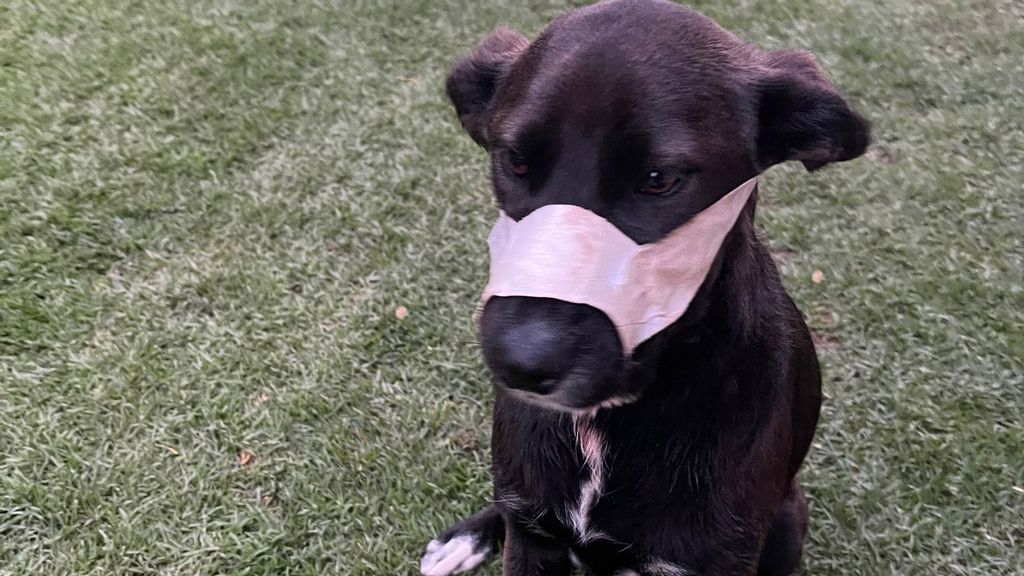 Kei is recovering after being shot in the face by burglars at her family's home in Benoni in South Africa, on Oct. 10. (Boksburg SPCA/Zenger)