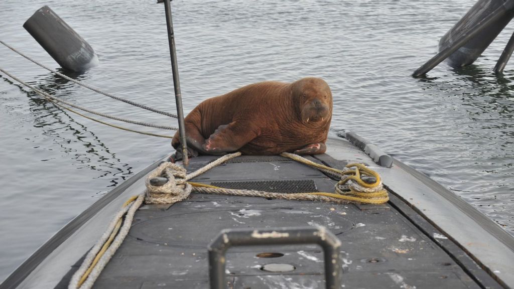 The walrus Freya, swimming off the Dutch coast, rested on a Royal Netherlands Navy submarine in October 2021. (Royal Netherlands Navy/Zenger)