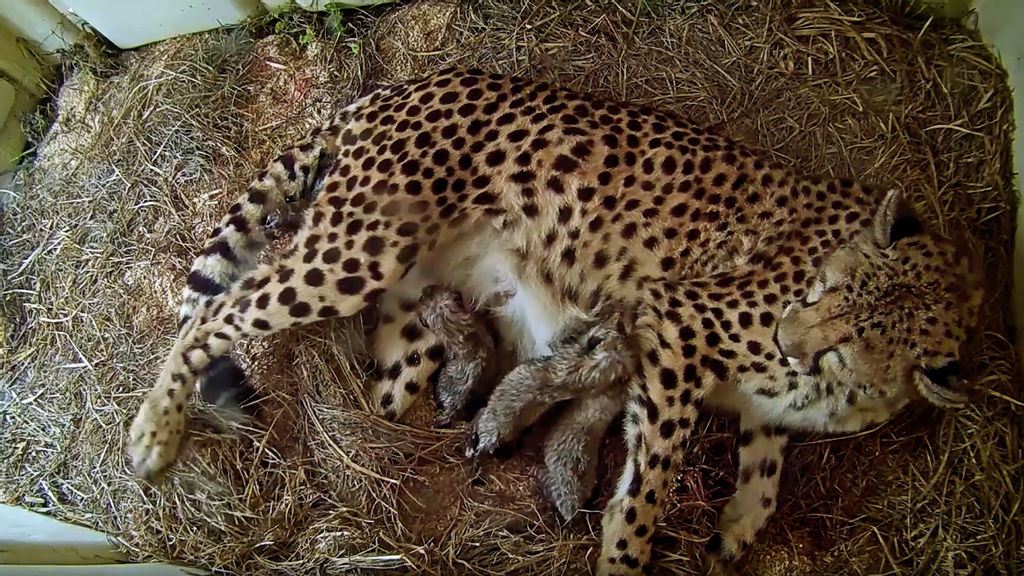 Cheetah Rosalie, a first-time mother, recently birthed 5 cubs at the Smithsonian Conservation Biology Institute in Washington, D.C. (Smithsonian National Zoo and Conservation Biology Institute/Zenger)