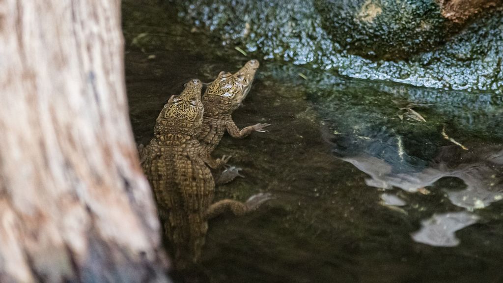 Freshwater Australian crocodile offspring hatched at the Basel Zoo in Switzerland. (Zoo Basel/Zenger)
