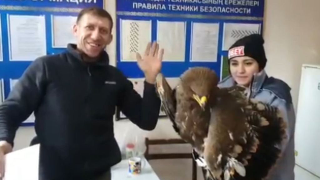 A wounded golden eagle was found in Almaty, Kazakhstan. Rescuers say its wing is badly damaged, and it will not be able to return to the wild. (@almaty_pomosh_zhivotnym/Zenger)