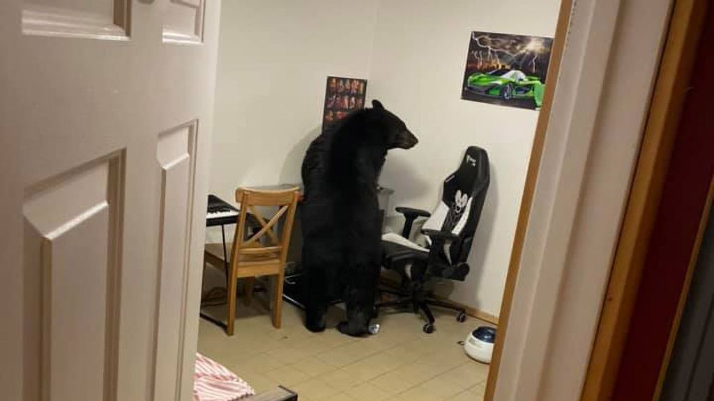 A giant black bear broke a window and entered a house in Fort McMurray in Northern Alberta in Canada in October 2021. (@sean.reddy.52/Zenger)