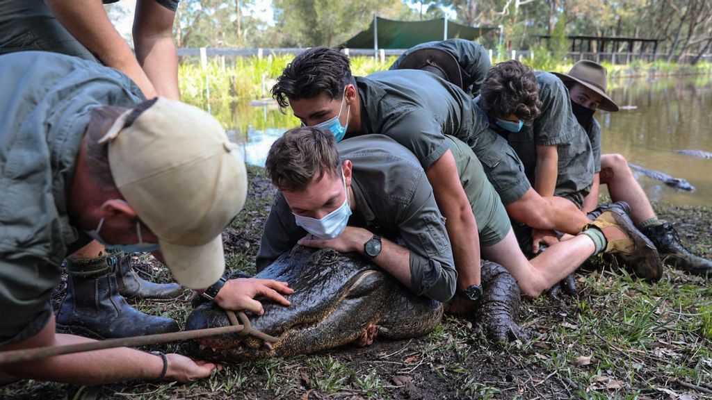 The bad boy alligator named Kanye is prepared to be removed from a lagoon into an isolated area to cool down at the Australian Reptile Park on the Central Coast of New South Wales in Australia. (Australian Reptile Park/Zenger)