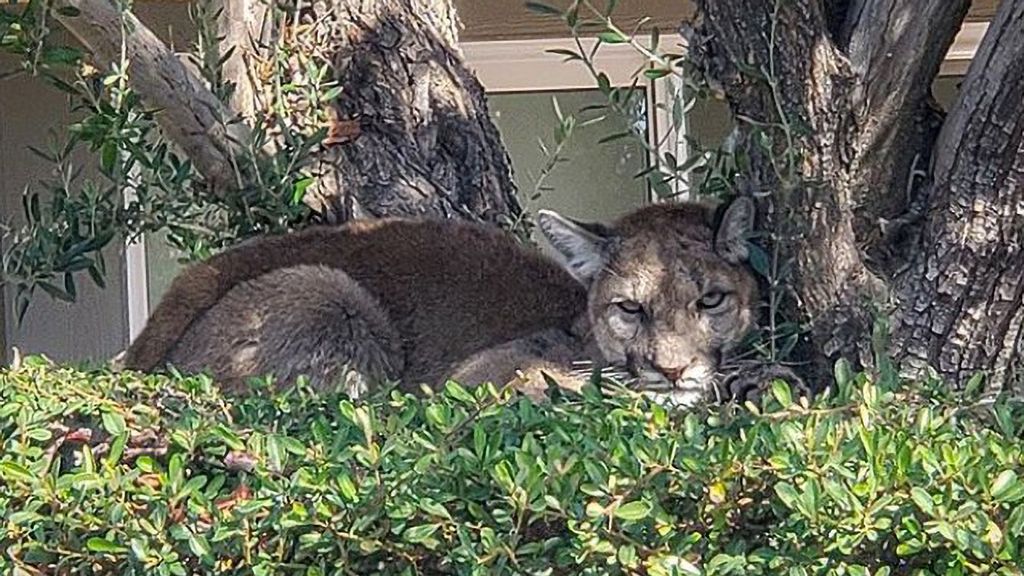 The Palm Springs Police Department rescued this  malnourished mountain lion that had wandered into a condominium complex on Oct. 18. The mountain lion will be released into the wild after it has recovered at a wildlife refuge.(Palm Springs Police Department/Zenger)