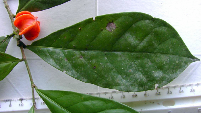 Dried specimens of the mystery plant were first collected from Peru's Manu National Forest in 1973. It was not until a Peruvian scientist collected live specimens for DNA analysis that it was identified as a new species and named Aenigmanu alvareziae.  (Courtesy of Patricia Alvarez-Loayza)