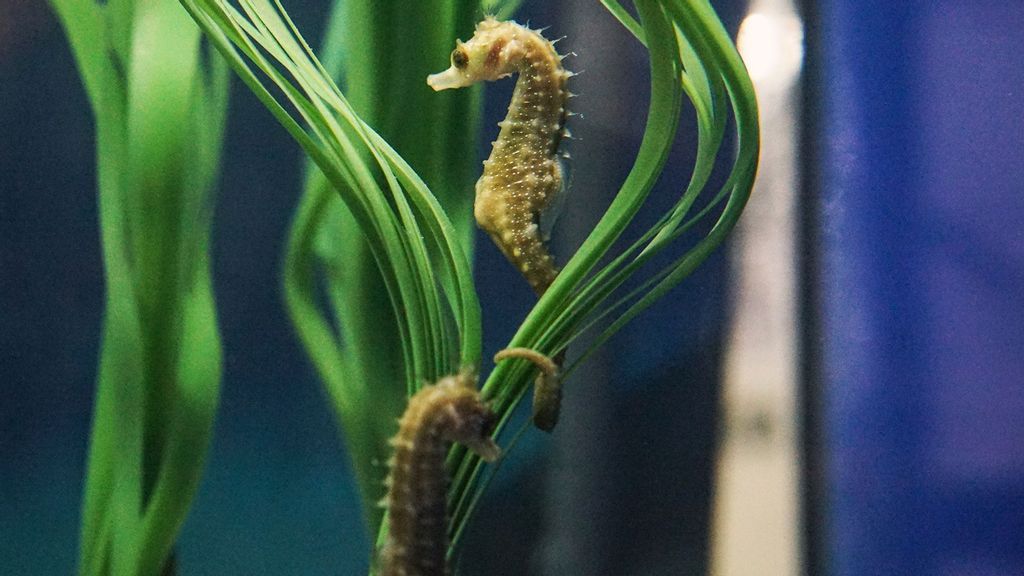 Long-snouted seahorses (Hippocampus guttulatus) for the first time have reproduced in captivity, creating 30 hatchlings, in Valencia, Spain. (Oceanografic de Valencia/Zenger)