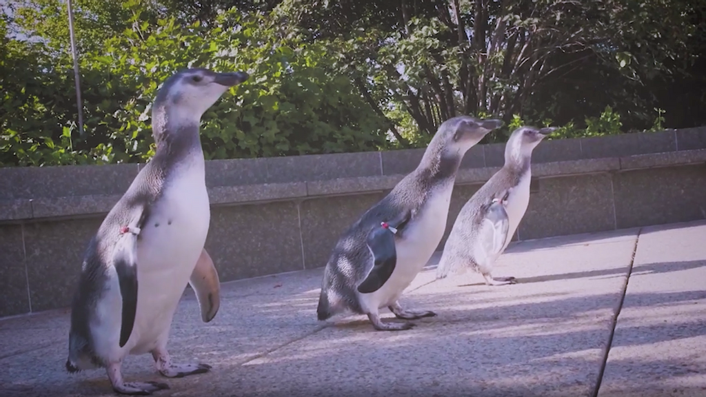 Magellanic penguin chicks born in late April to late May at the Shedd Aquarium in Chicago, Illinois, have taken their first steps outside to explore. They had their first swim in early August, after they got their juvenile waterproof feathers. (Shedd Aquarium/Zenger)